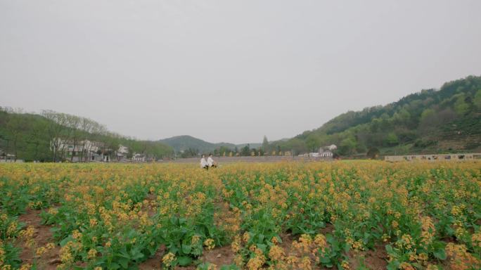 4K花海田野情侣骑车油菜花