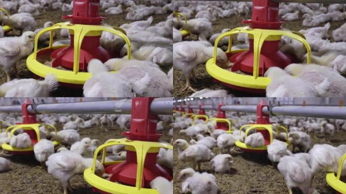 泰国，温度和灯光控制，封闭农场的鸡肉自动喂养。