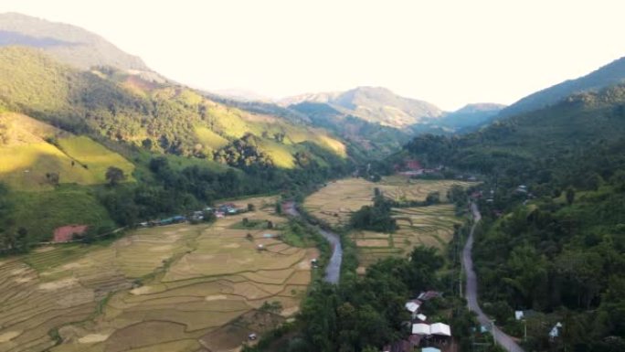 空中看稻田梯田，山上有水稻种植