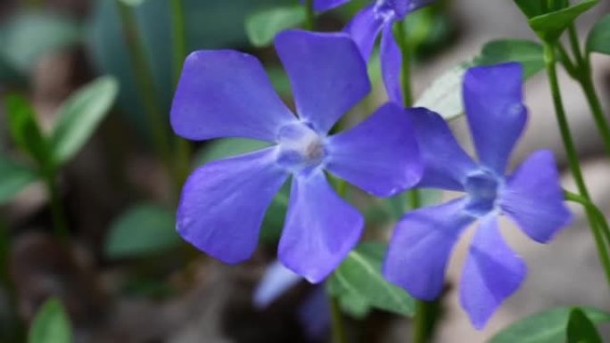 高山鱿鱼。双叶金丝菊，双叶金丝菊，