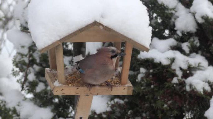 鸟在冬天吃喂食器。野生鸟类鸟在各种林区，森林公园花园。冬天照顾鸟类。饥饿的鸟儿在冬季下雪天吃悬挂喂食
