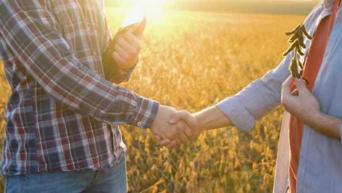 大豆田握手。秋天，两名农民站在户外的大豆田里握手