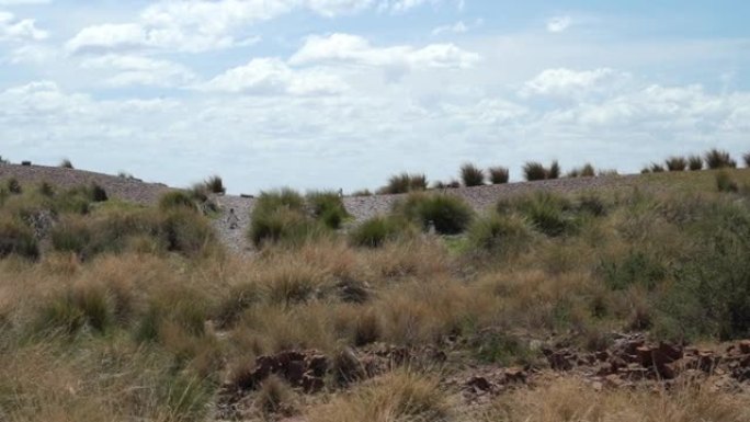 Spheniscus magellanicus，阿根廷巴塔哥尼亚cabo dos bahias的麦哲