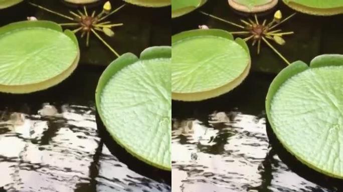 禅宗自然放松水景