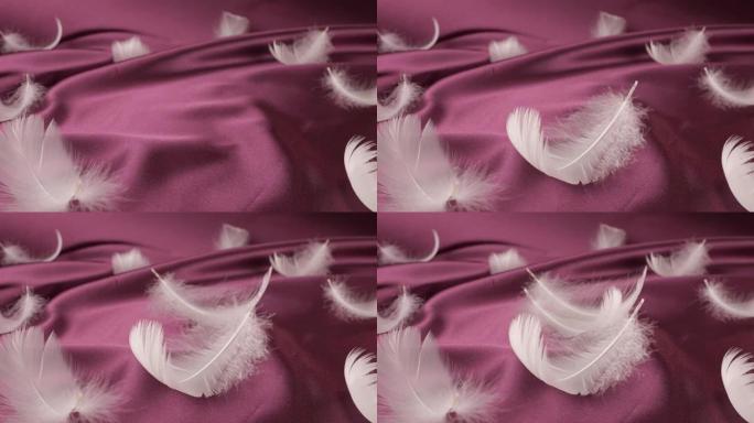 白天鹅的羽毛落在紫罗兰的梅子丝上。慢动作。