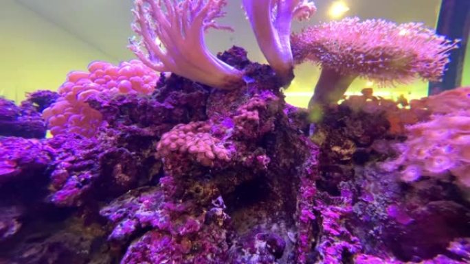 彩色蓝色水族馆，有可爱的彩色热带混合鱼。用神奇的浅色鱼缸岩石珊瑚和植物