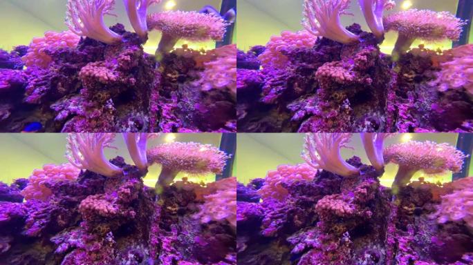 彩色蓝色水族馆，有可爱的彩色热带混合鱼。用神奇的浅色鱼缸岩石珊瑚和植物