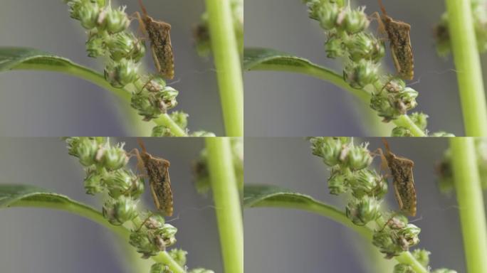 一只穗稻虫栖息在一棵老菠菜植物的花上