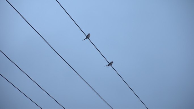 电线上站着的两只燕子