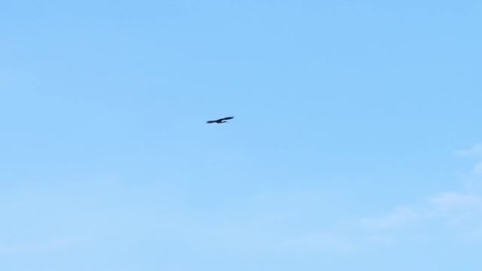 有光泽的朱鹭鸟在蓝天上飞行的慢动作。