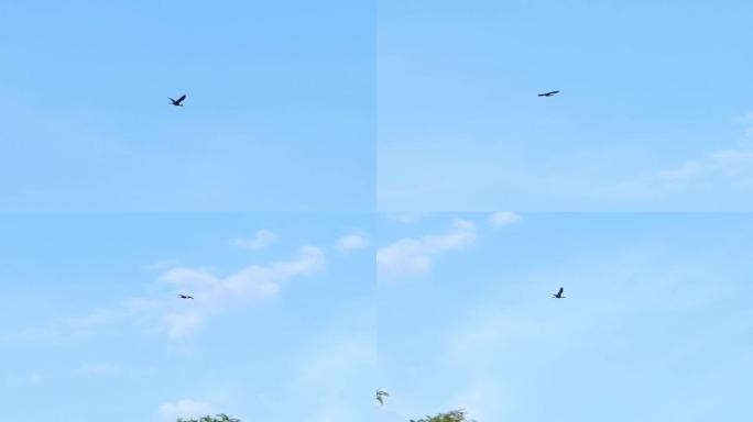 有光泽的朱鹭鸟在蓝天上飞行的慢动作。