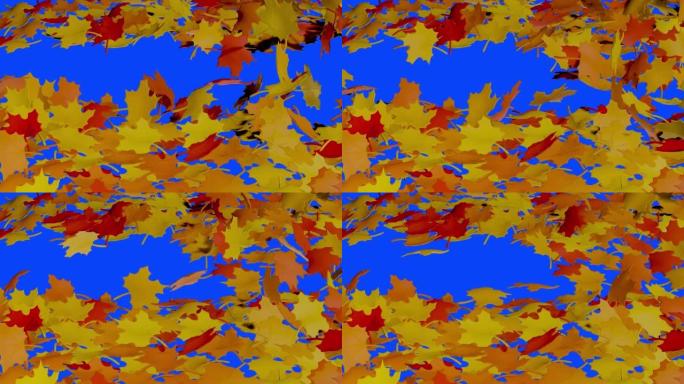 Autumn fall leaves on blue chroma key background. 