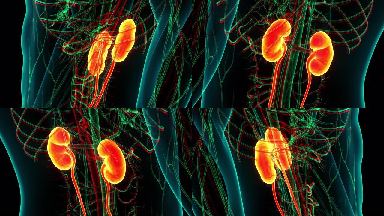 人体泌尿系统肾脏解剖动画概念