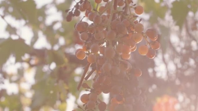 在意大利芬奇的托斯卡纳田园诗般的葡萄园公园中生长的葡萄簇水果