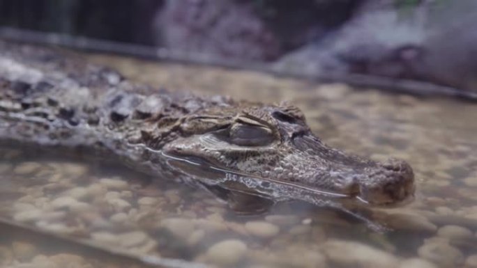 凯门鳄头在动物园的水里，特写。