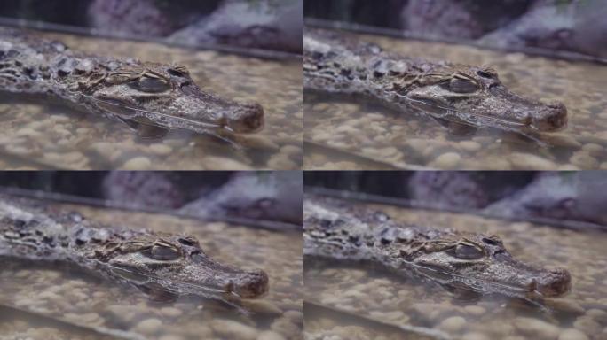凯门鳄头在动物园的水里，特写。