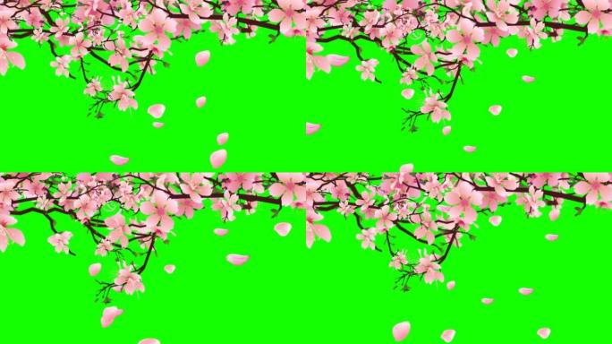樱花枝干上的色度键。粉红色的花瓣在绿色的背景上飞舞。花开春，叶动盘旋飞