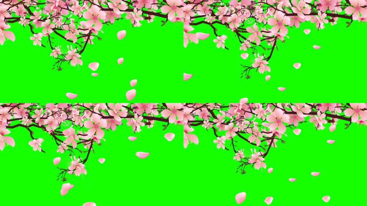 樱花枝干上的色度键。粉红色的花瓣在绿色的背景上飞舞。花开春，叶动盘旋飞