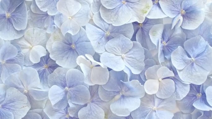 白色旋转桌上美丽的蓝色绣球花。提取物，芳香精油。节日背景，情人节概念。
