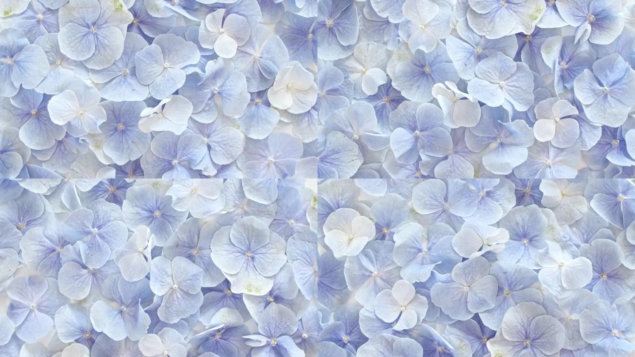 白色旋转桌上美丽的蓝色绣球花。提取物，芳香精油。节日背景，情人节概念。