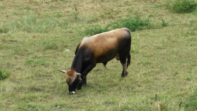 在农村牧场上放牧的纯种黑褐色公牛