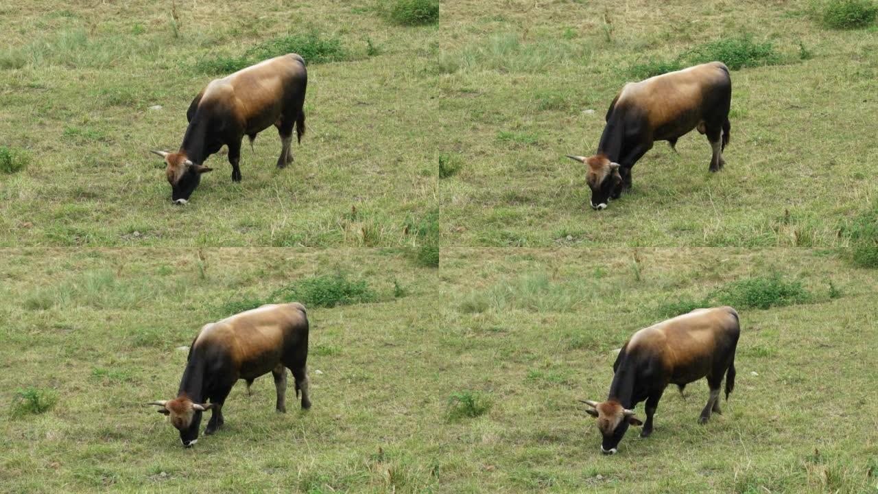 在农村牧场上放牧的纯种黑褐色公牛
