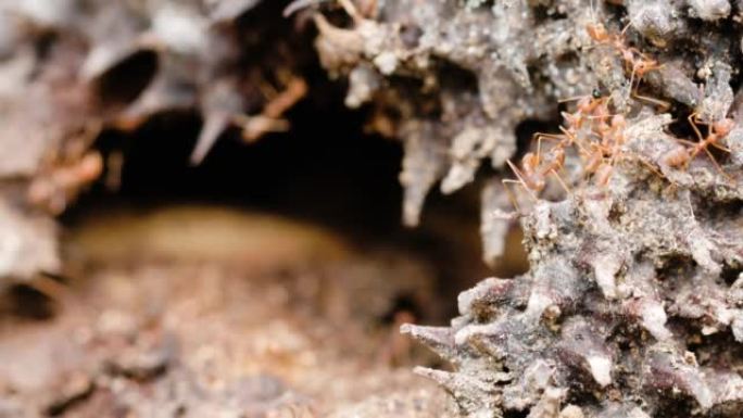 一群Kerengga或Oecophylla蚂蚁正在花园里腐烂的菠萝蜜表面寻找食物