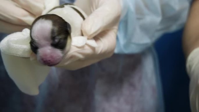 兽医将三只矮胖的小狗抱在怀里，并用餐巾纸摩擦。新生幼犬有手掌大小，天生失明无助。狗分娩的概念。