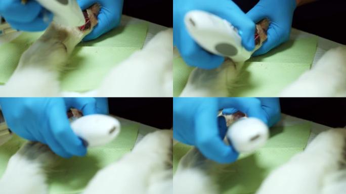 兽医在手术台上用修剪器从爪子上剪下头发。白狗受伤的爪子