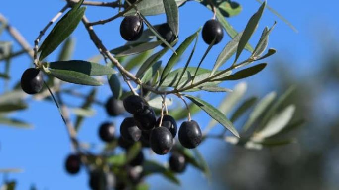 在蓝天的树枝上关闭美丽成熟的黑橄榄。托斯卡纳的收获期。意大利。选择性聚焦。