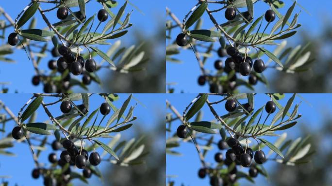 在蓝天的树枝上关闭美丽成熟的黑橄榄。托斯卡纳的收获期。意大利。选择性聚焦。