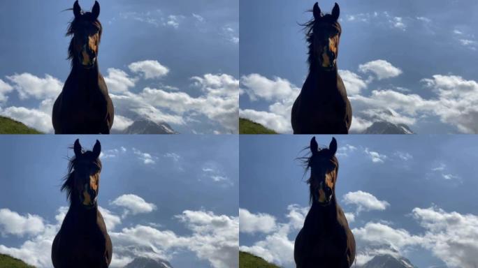 有趣的马肖像长时间专注地凝视着相机，同时凝视着佐治亚州Stepantsminda村附近的绿色草山，背