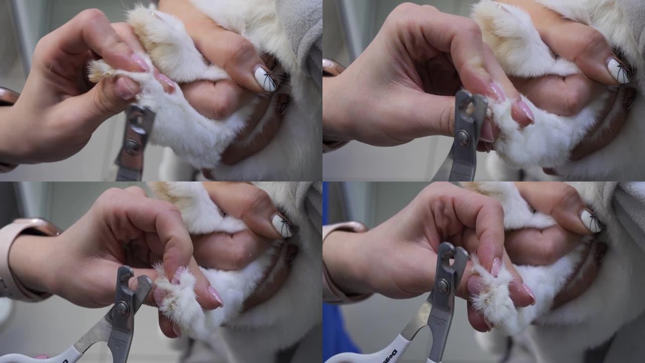 在兔子的白脚上，医生用剪刀切开了爪子。一只长爪子的家兔来剪指甲。啮齿动物修脚的概念。
