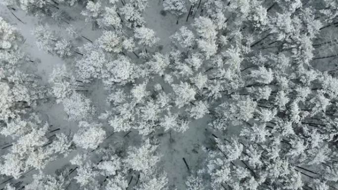 飞越白雪皑皑的冰冻树木。冬天的森林。顶视图
