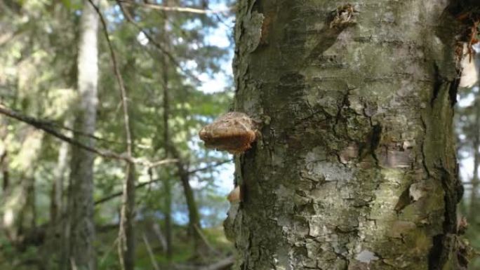 爱沙尼亚树干上的棕色蘑菇