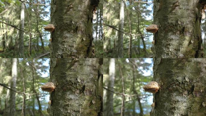 爱沙尼亚树干上的棕色蘑菇