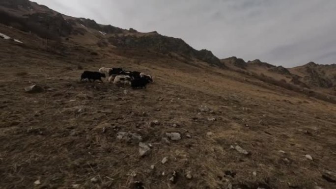 FPV运动无人机跟随在山黄草地上奔跑的牦牛群