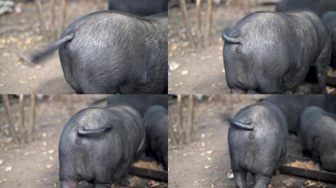 一旦快乐，猪尾巴滑稽的摆动。黑色成年猪作为友好宠物。可爱的小猪。
