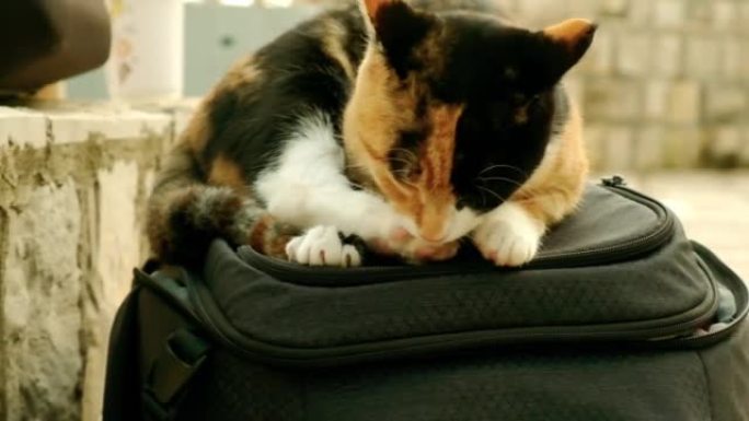 一只街头猫躺在背包上舔它的爪子