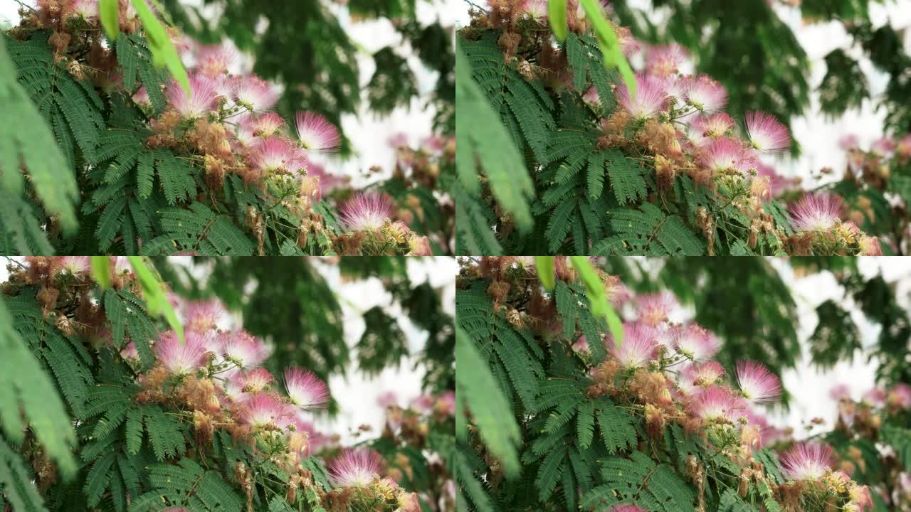 粉红色蓬松的花朵盛开的波斯丝绸树特写。合欢盛开