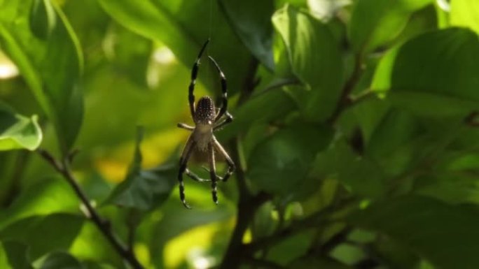 黄蜂蜘蛛，Argiope bruennichi