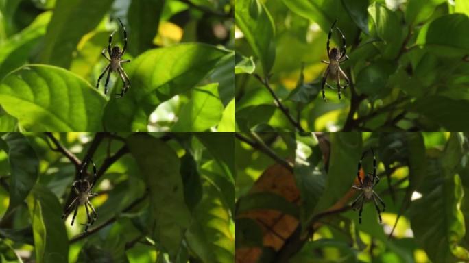 黄蜂蜘蛛，Argiope bruennichi