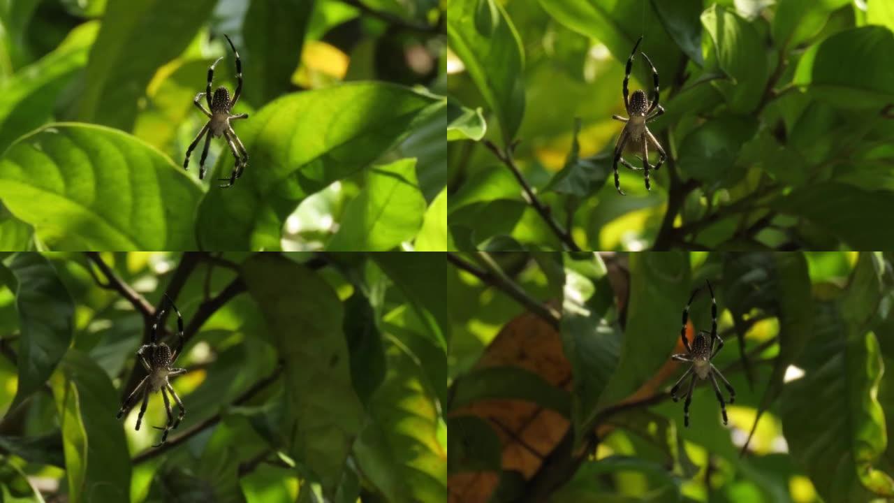 黄蜂蜘蛛，Argiope bruennichi