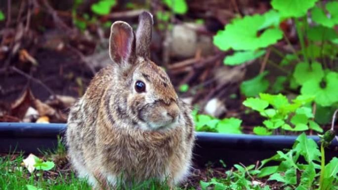站在森林里的地面上，可爱的沼泽兔子凝视着前方的特写镜头