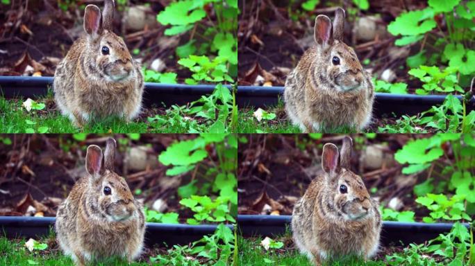 站在森林里的地面上，可爱的沼泽兔子凝视着前方的特写镜头