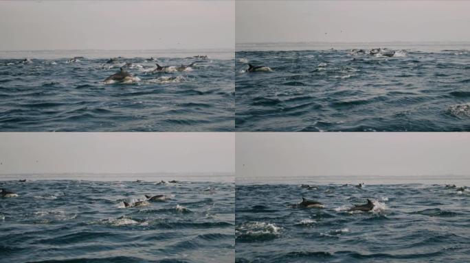 大群海豚跨越太平洋迁徙4K 48FPS慢镜头