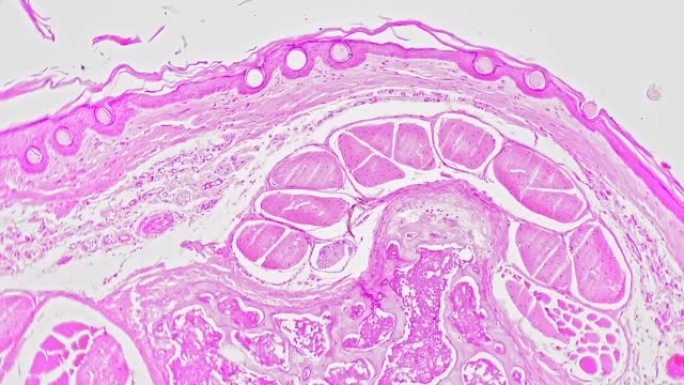 在明场背景下100倍显微镜下拍摄的鼠尾横截面