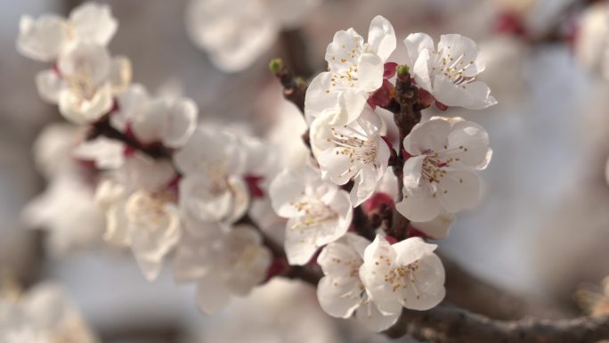 春季桃花盛开一丛桃花在微风中轻轻晃动4K