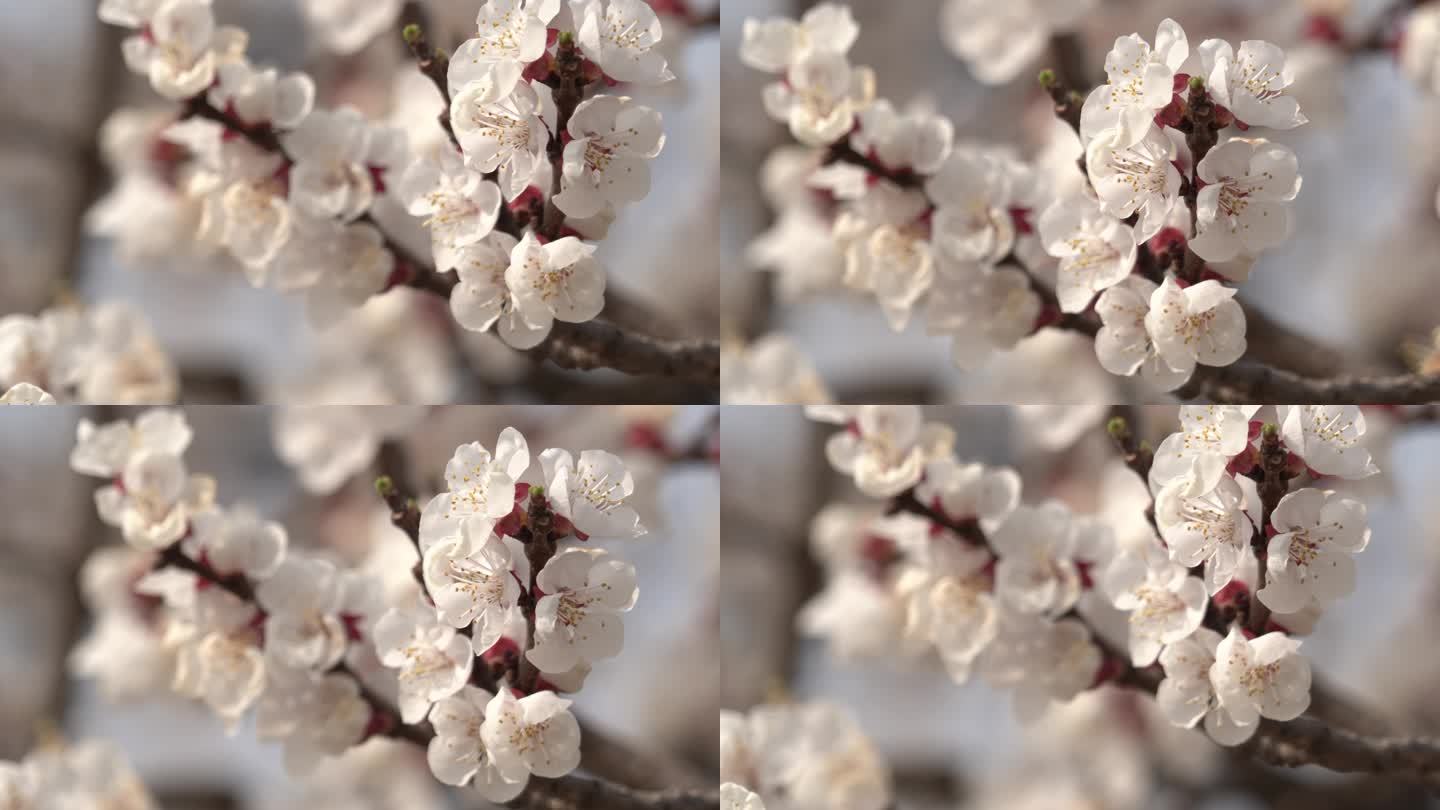 春季桃花盛开一丛桃花在微风中轻轻晃动4K