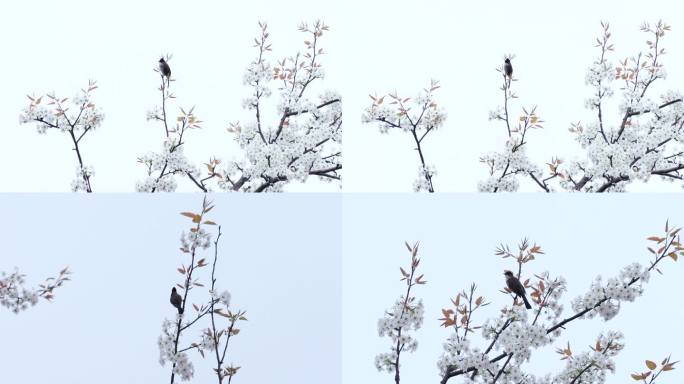 4K梨花梨树上的鸟唯美春天视频